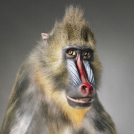 表情搞笑可爱的动物图片动物gif搞笑图片