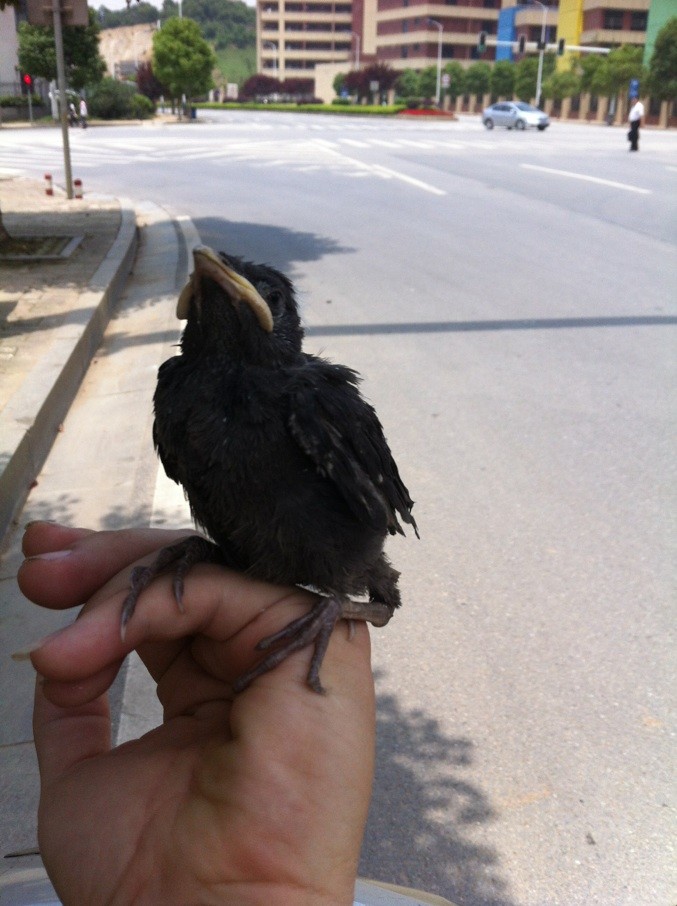 告诉你什么叫高傲的鸟样动物gif搞笑图片