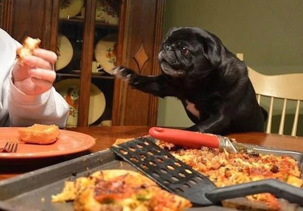 等等，还没发照片到朋友圈呢动物gif搞笑图片