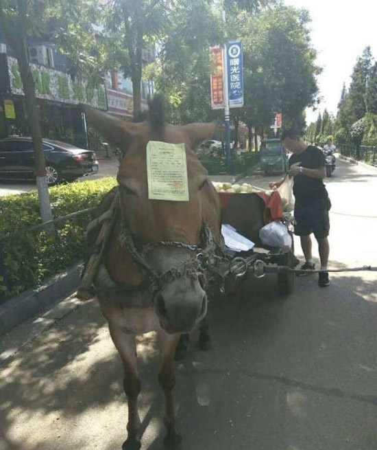 你驴牌号是多少？动物gif搞笑图片