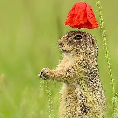 来人，起驾动物gif搞笑图片