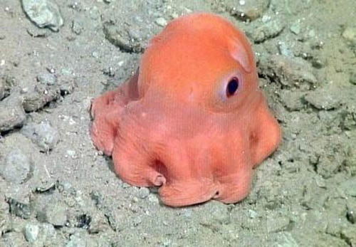 八爪鱼的小时候动物gif搞笑图片