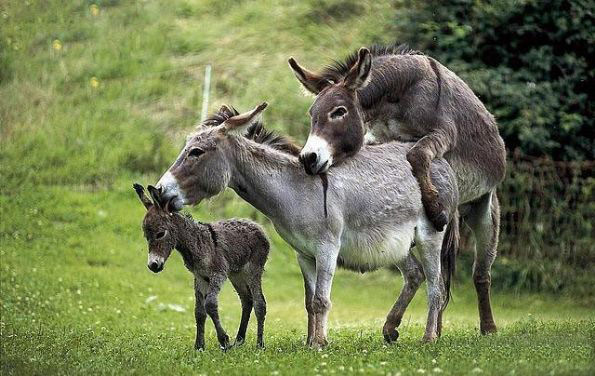 当着孩子的面就别这样了呗动物gif搞笑图片