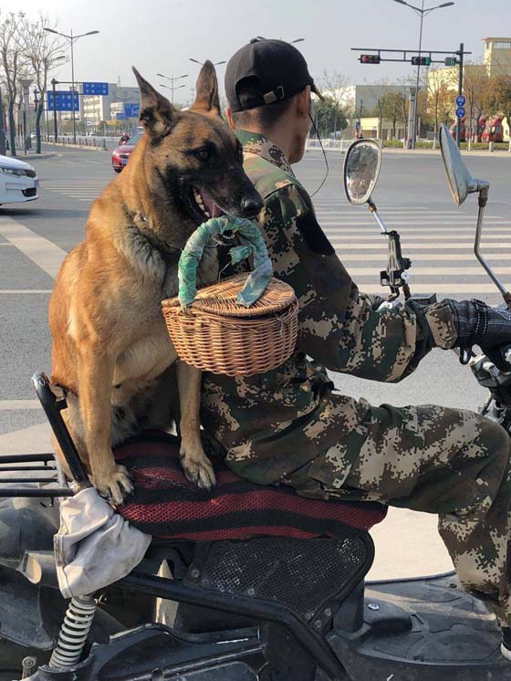 这狗子真是太懂事了,果然没白养动物gif搞笑图片