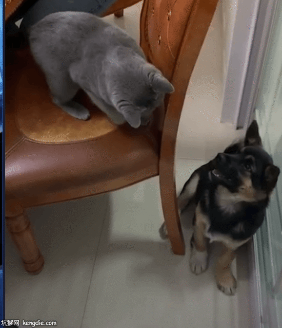 俄罗斯蓝猫用爪子打狗狗的脸gif动态图片