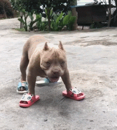 求求你干点人事吧,狗狗穿拖鞋动物gif搞笑图片