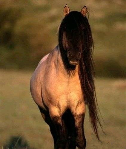 飘柔，就是这么自信 (^ω^)动物gif搞笑图片