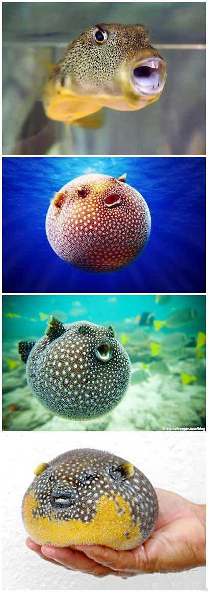 从前有个小呆货，大家都嘲笑它的龅牙，后来它生气了动物gif搞笑图片