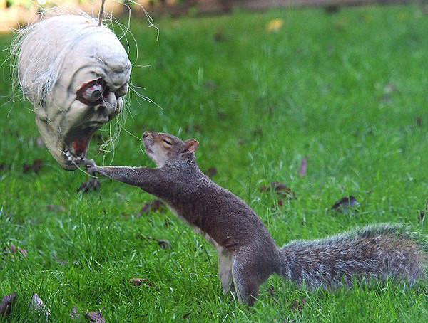 爆笑松鼠戴僵尸头颅面罩恐怖吓人动物gif搞笑图片