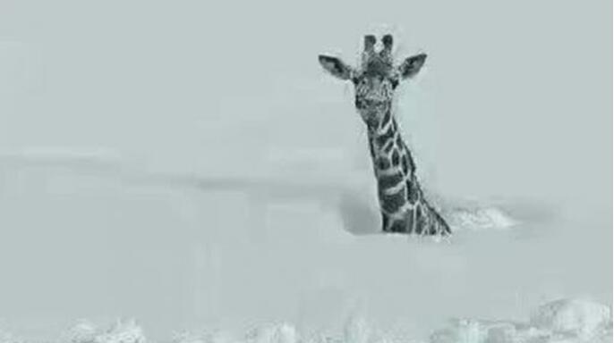 不要问我雪有多大，反正动物园里就剩它了动物gif搞笑图片