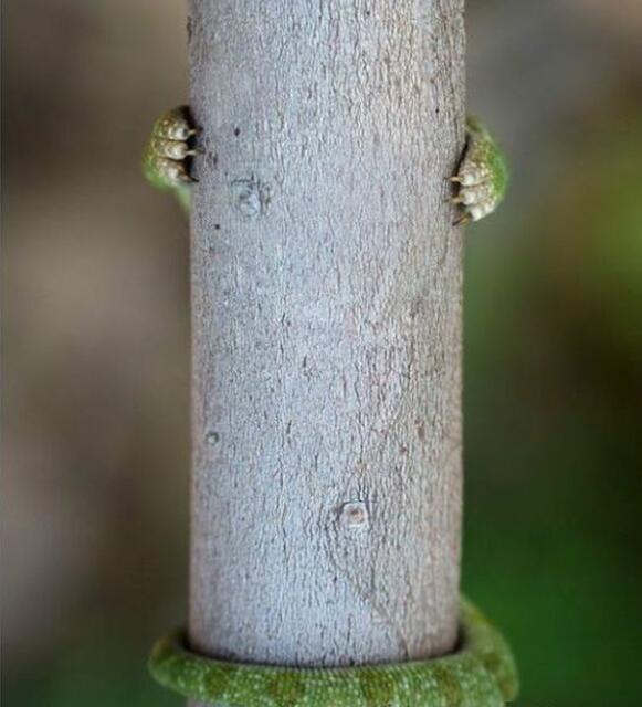 是谁藏在树后面？动物gif搞笑图片
