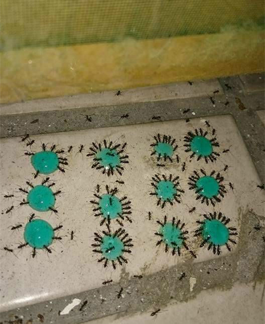 台湾一位同学在家挺无聊的，就给家里的蚂蚁办起了年会，开了十几桌。。。动物gif搞笑图片