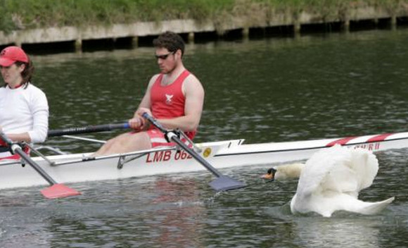 这就是剑桥魔王鹅的传说，祖孙三代都成了全英国最残暴的天鹅动物gif搞笑图片