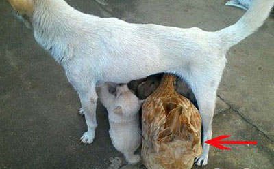 老母鸡你去凑什么热闹啊动物gif搞笑图片