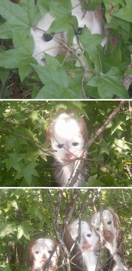 卧槽！！！ 难道这货是传说中盗墓笔记里那种吃人的猴头鸟？ 被吓尿了！动物gif搞笑图片