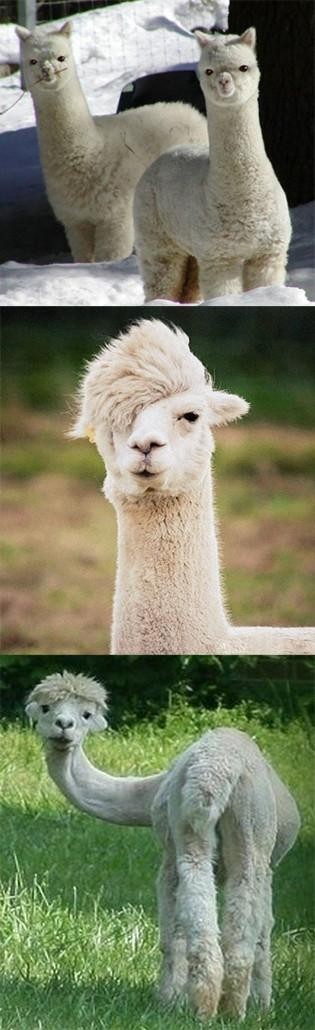 神奇的动物——羊驼动物gif搞笑图片