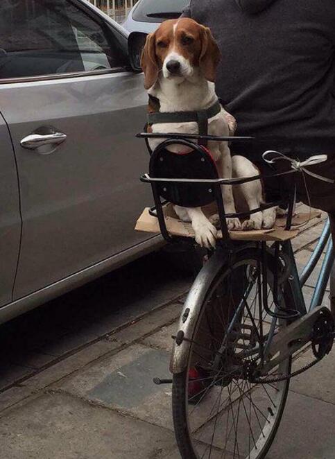 小时候我也坐过那个后座动物gif搞笑图片