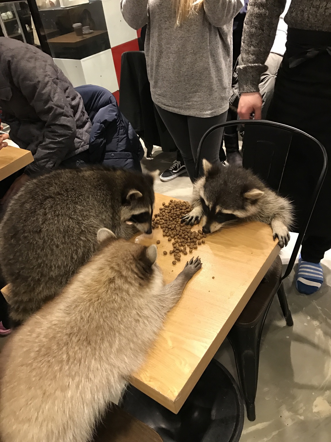 这三个家伙正在分赃啊动物gif搞笑图片