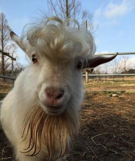 羊界杀马特，就是这么帅动物gif搞笑图片