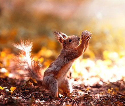 举个栗子动物gif搞笑图片