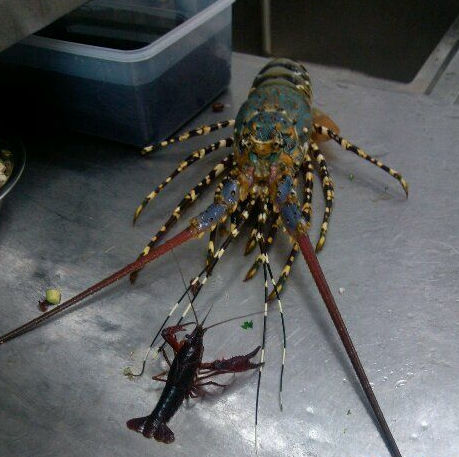 对手再强大，也不过是一只虾动物gif搞笑图片