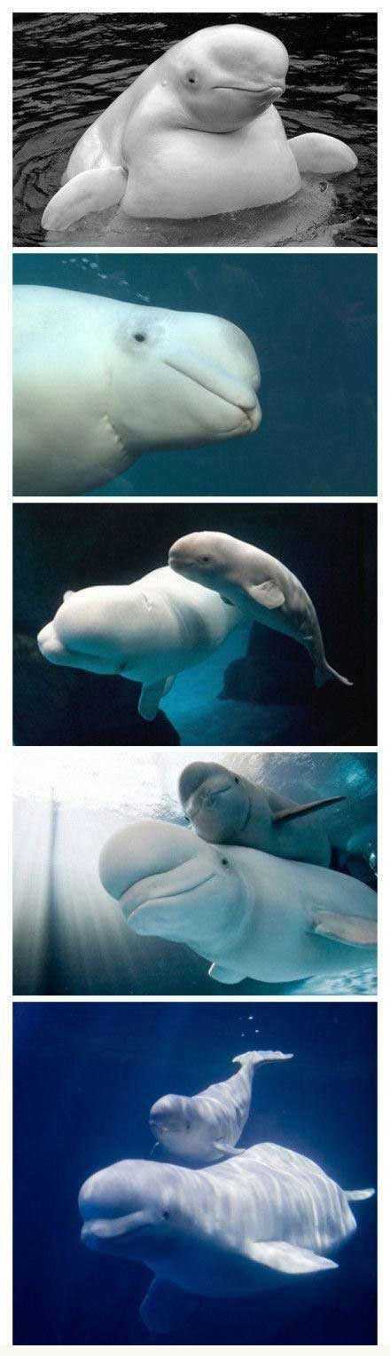 白鲸也是治愈系萌物呐动物gif搞笑图片
