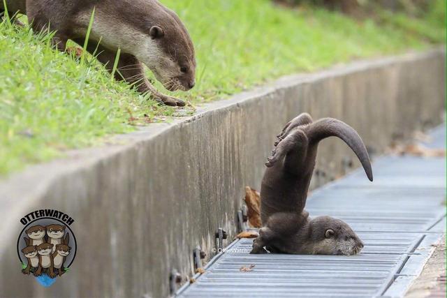 一只心急的小水獭不小心摔倒的画面刚好被拍了下来，可能是獭生最尴尬的一刻动物gif搞笑图片