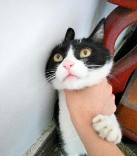 朕的江山没了，你就掐死我吧动物gif搞笑图片