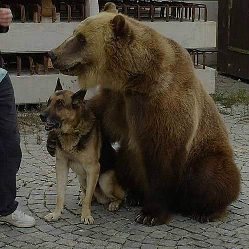 你们别想欺负她，这是我孩子动物gif搞笑图片