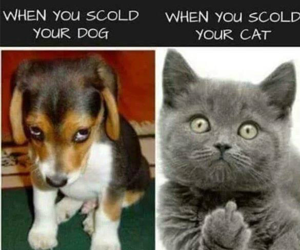 还真是这么回事动物gif搞笑图片