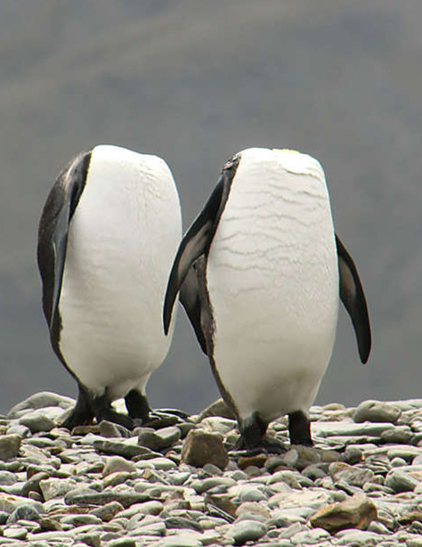 无头企鹅异闻录动物gif搞笑图片