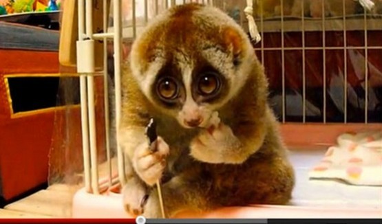 先对付谁比较好呢？动物gif搞笑图片