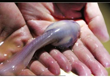 筠连透明鱼动物gif搞笑图片