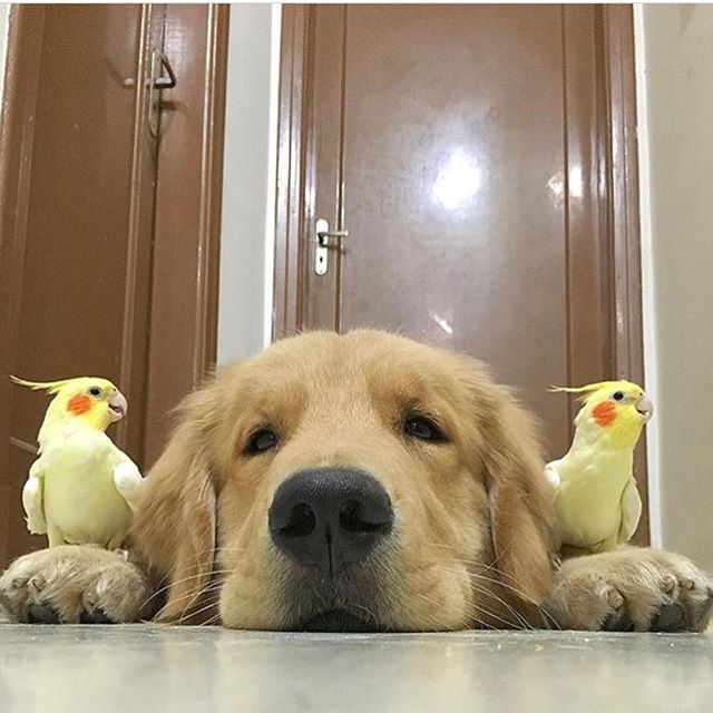 左右护法，给朕退下！动物gif搞笑图片