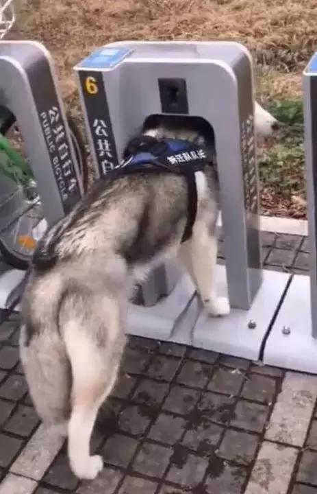 共享哈士奇  想拆家的你值得拥有动物gif搞笑图片