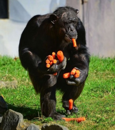 吃饱了带点回家给孩子们动物gif搞笑图片