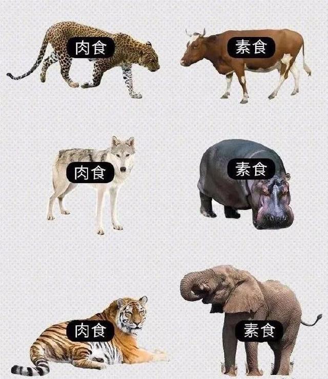 总结出一个什么规律动物gif搞笑图片