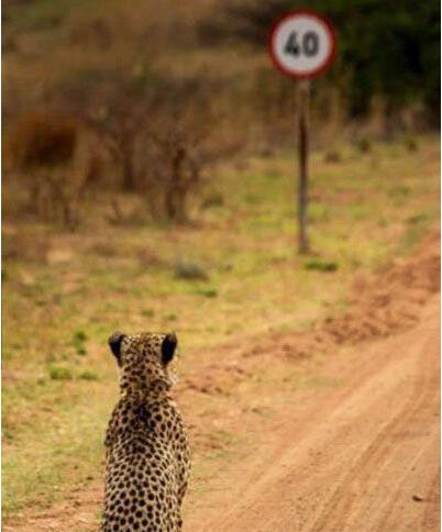 这个限速就尴尬了动物gif搞笑图片