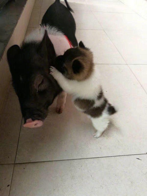 告诉你一个秘密动物gif搞笑图片