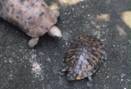 今天就来见识下老夫苦练多年的铁头功动物gif搞笑图片