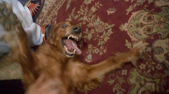 “都说，我是一只性格外放的狗啊。”动物gif搞笑图片