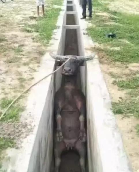 累了休息一会动物gif搞笑图片