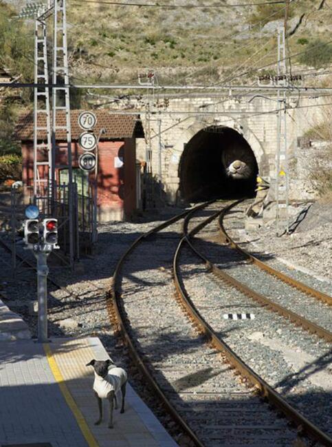 汪星人的末日动物gif搞笑图片