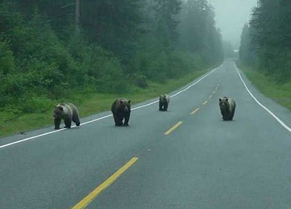 晚饭后出来散个步消化消化食动物gif搞笑图片