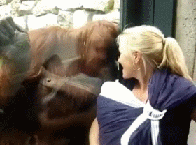 爱上你的感觉真好动物gif搞笑图片