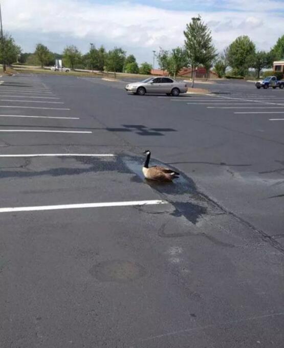 该说它乐观还是傻？动物gif搞笑图片