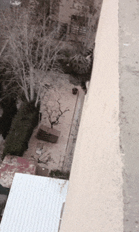 都说猫有九条命，以前我还不相信动物gif搞笑图片