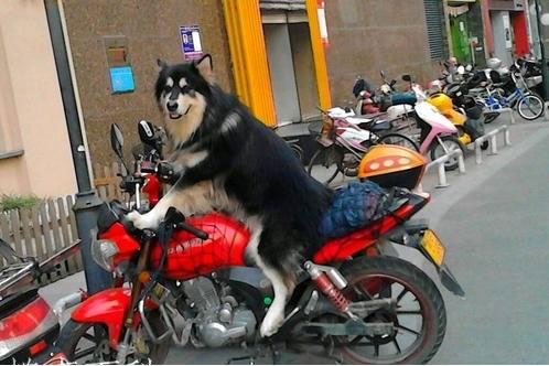 帅哥，带我兜兜风呗动物gif搞笑图片