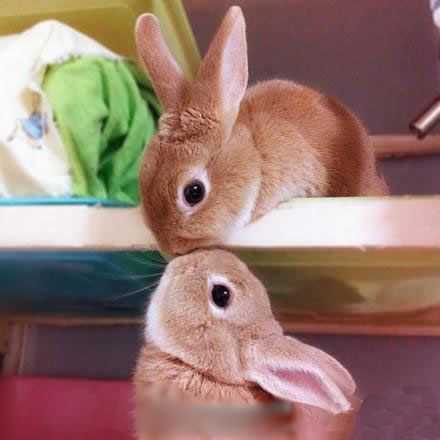 爱或者被爱，都不如相爱！动物gif搞笑图片