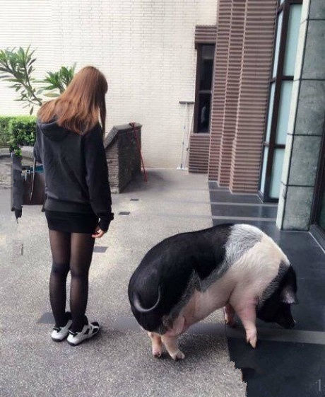 养了这个宠物后我就过上了穷人的生活动物gif搞笑图片